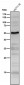 Anti-p53 TP53 Rabbit Monoclonal Antibody